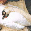  Erdrosselt von Angelunrat.