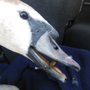 Zivilisationsmüll im u. um den unteren Teil des Schnabels, Schwan wurde von Carmen eingefangen u. der Müll entfernt. Ohne Hilfe wäre der Schwan verhungert u. verdurstet.