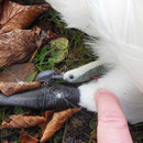 Schwanenbein mit Angelhaken,Köderfisch u. Schnur.