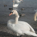 Dieser Schwan hat eine dicke Eiterbeule am Hals, durch einen festgewachsenen Angelhaken.