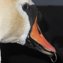 Dieser Schwan hat den Schnabel durch einen Angelhaken zu-gepierct, er konnte weder trinken noch Nahrung zu sich nehmen. Carmen fing den Schwan ein und entfernte den Angelunrat.   