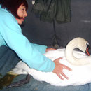 19 - Der Schwan wird behandelt