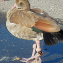 Nilgans mit abfallendem Bein, verursacht über Angelschnur.