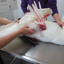 Der Tierarzt diagnostiziert offenen Flügelbruch.
