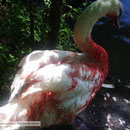 Durch Zivilisationsmüll verletzter Schwan