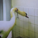 Beim Tierarzt: Dieser Schwan hat einen Angelhaken so tief im Hals stecken, dass dieser nur mit örtlicher Betäubung zu entfernen ist. 