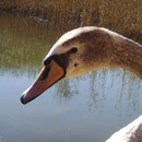 Jungschwan mit Loch in der Backe, Eiter bis auf den Knochen. Pflegedauer 4 Wochen.