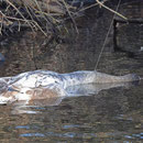 Jungschwänchen erdrosselt durch Angelschnur, die fahrlässig entsorgt an einem Ast über dem  Wasser hing. Dieses Jungschwänchen musste grausam sterben, weil Angler ihre Angelutensilien überall an u. in den Gewässern achtlos liegen lassen.