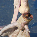 Das Bein einer Nilgans ist bis auf die Knochen mit Angelschnur eingeschnürt, das Bein fällt ab. Die Schmerzen für die Nilgans müssen grausam sein. Wie immer, hat kein Angler Hilfe angefordert.