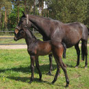 schwbr. Stutfohlen von COPIN VAN DE BROY - LUCIO SILLA XX - LIBERTY M
