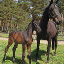 schwbr. Stutfohlen von COPIN VAN DE BROY - LUCIO SILLA XX - LIBERTY M