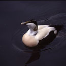  oi001 Eider