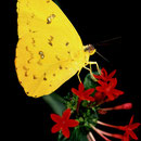 P35 Phoebis philea