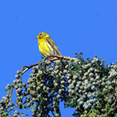  oi129 Serin cini