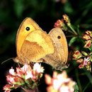 P03 