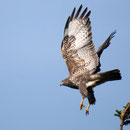  oi121 Buse variable