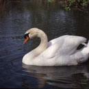  oi002 Cygne tuberculé