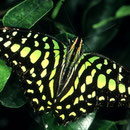 P28 Graphium agamemnon