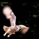  img021m Hibou grand duc (jeune)