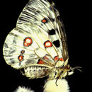 P04 Apollon