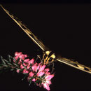 P05 Machaon