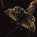 P07 Spialia sertorius
