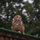  Hibou grand duc (jeune)