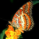 P29 Cethosia biblis