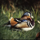  oi022 Canard mandarin