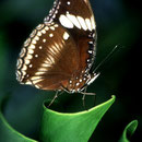 P11 Hypolimnas