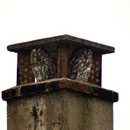  AU005 Chouettes hulottes