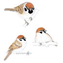 BS040 Moineau friquet
