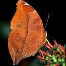 P19 Doleschalia bisaltide