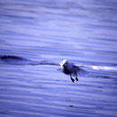  Fig36a Mouette rieuse