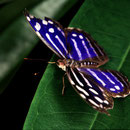 P36 Myscelia cyaniris