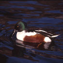 oi012 Canard souchet