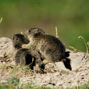 M22 les jeux des petites marmottes