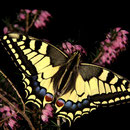 P06 Machaon