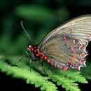 P17 Parides photinus femelle
