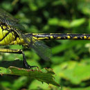 Le Gomphe de Graslin – Gomphus graslinii
