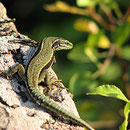  Le Lézard des murailles – Podarcis muralis