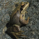 La Grenouille agile – Rana dalmatina