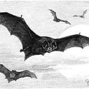 La Barbastelle – Barbastella barbastellus