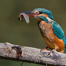  Le Martin pêcheur d’Europe – Alcedo atthis