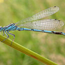 L’Agrion de Mercure – Coenagrion mercuriale