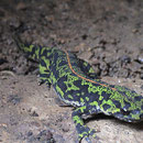 Le Triton marbré – Triturus marmoratus