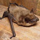 La Sérotine commune – Eptesicus serotinus