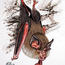 Le Petit rhinolophe – Rhinolophus hipposideros