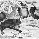  Le Murin de Daubenton – Myotis daubentoni