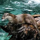  La Loutre d’Europe – Lutra lutra